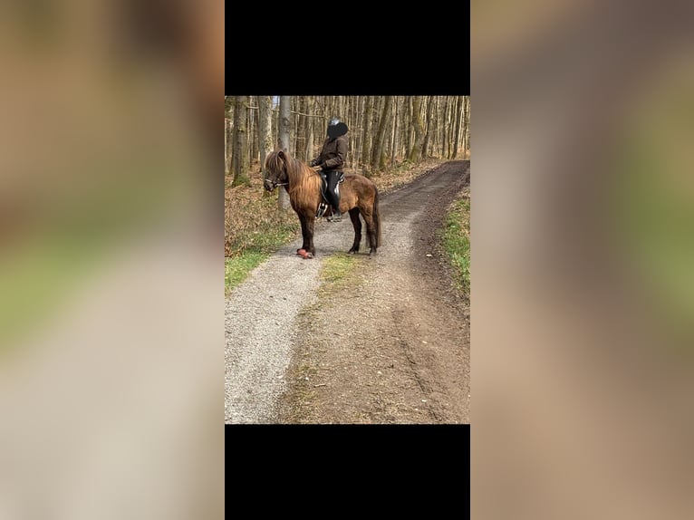 Islandpferd Stute 16 Jahre 134 cm Schwarzbrauner in Hümmel