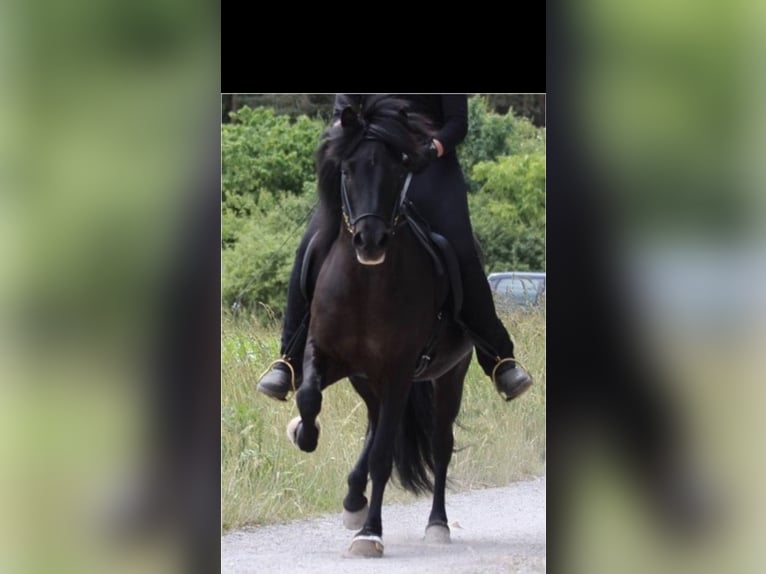 Islandpferd Stute 16 Jahre 136 cm Rappe in ScharbeutzScharbeutz