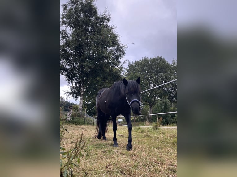 Islandpferd Stute 16 Jahre 136 cm Rappe in ScharbeutzScharbeutz