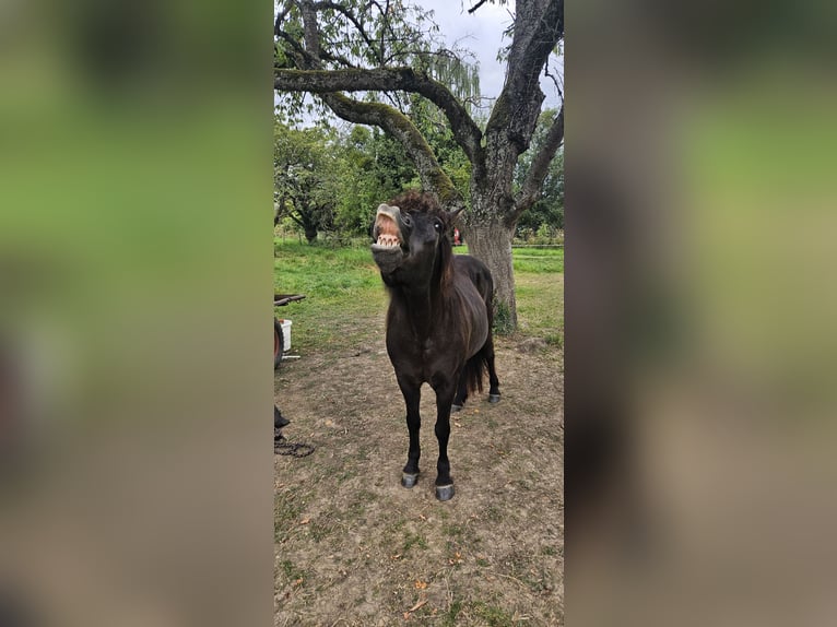 Islandpferd Stute 16 Jahre 136 cm Rappe in Rhens