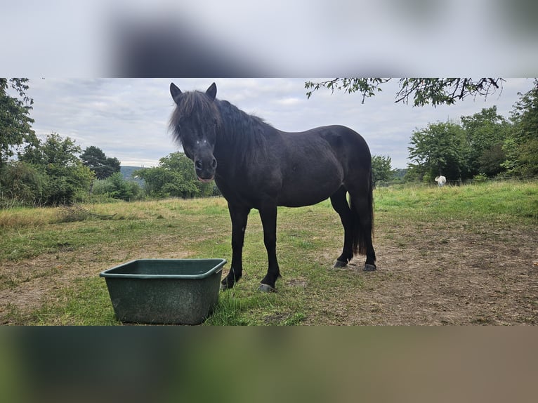 Islandpferd Stute 16 Jahre 136 cm Rappe in Rhens