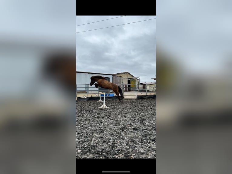 Islandpferd Stute 16 Jahre 136 cm Rappe in Rhens