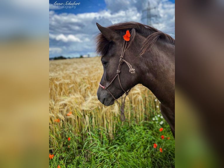 Islandpferd Stute 16 Jahre 136 cm Rappe in Rhens