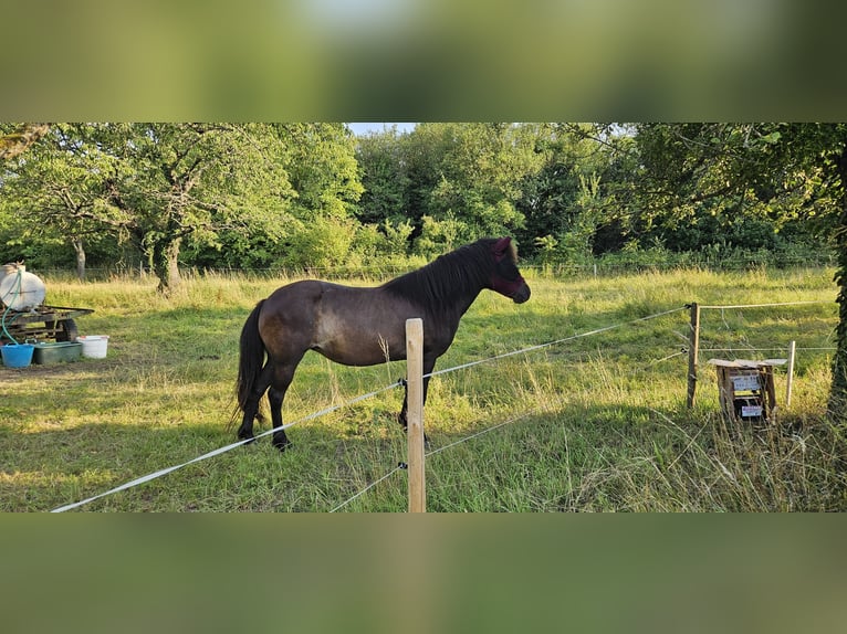Islandpferd Stute 16 Jahre 136 cm Rappe in Rhens