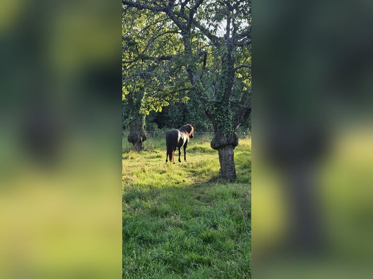 Islandpferd Stute 16 Jahre 136 cm Rappe in Rhens
