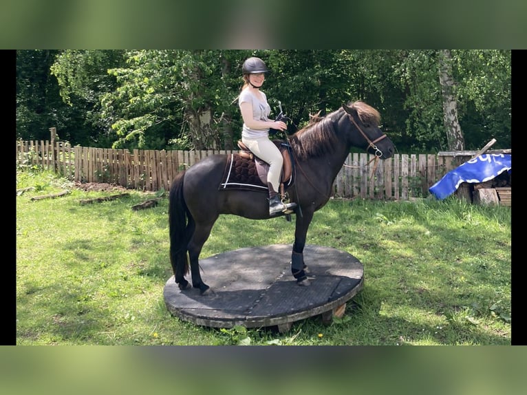 Islandpferd Stute 16 Jahre 136 cm Rappe in Kiel