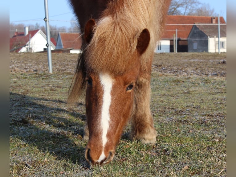Islandpferd Stute 16 Jahre 137 cm Fuchs in Eppishausen