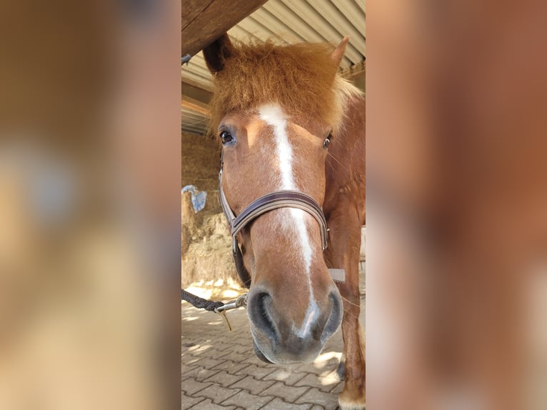 Islandpferd Stute 16 Jahre 137 cm Fuchs in Eppishausen