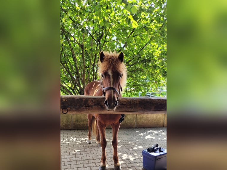 Islandpferd Stute 16 Jahre 137 cm Fuchs in Eppishausen