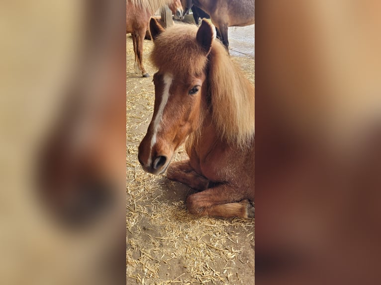 Islandpferd Stute 16 Jahre 137 cm Fuchs in Eppishausen