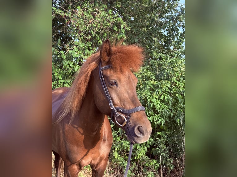 Islandpferd Stute 16 Jahre 137 cm Fuchs in Kissing