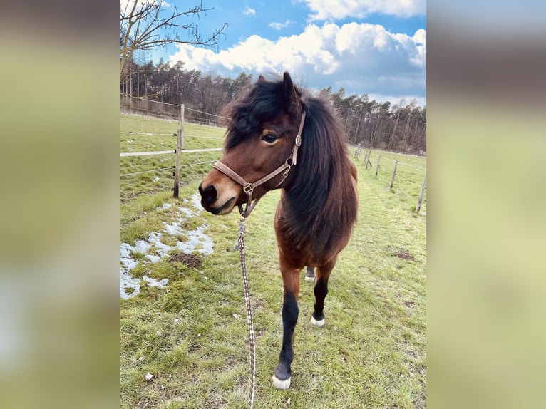 Islandpferd Stute 16 Jahre 138 cm Brauner in Königswinter