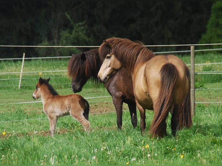 Islandpferd Stute 16 Jahre 138 cm Buckskin in Aichtal