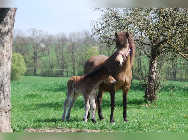 Islandpferd Stute 16 Jahre 138 cm Buckskin in Aichtal