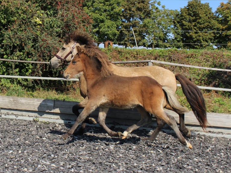 Islandpferd Stute 16 Jahre 138 cm Buckskin in Aichtal