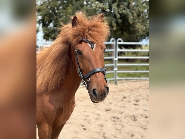 Islandpferd Stute 16 Jahre 138 cm Fuchs in Bissendorf