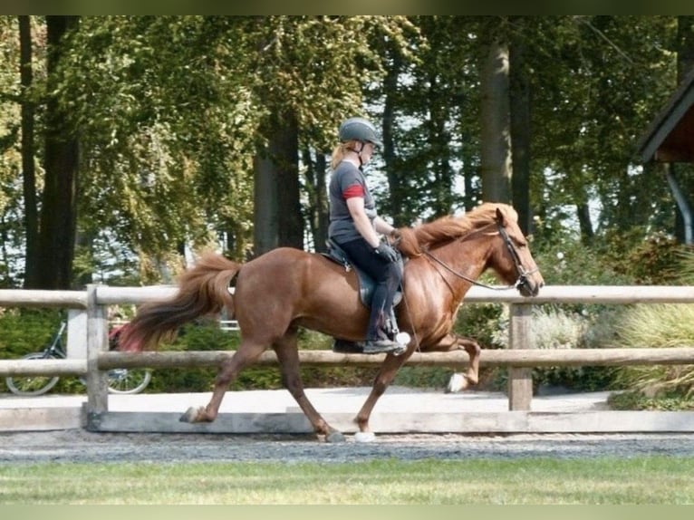 Islandpferd Stute 16 Jahre 138 cm Fuchs in Bissendorf