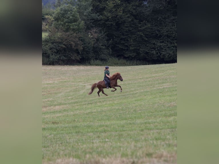 Islandpferd Stute 16 Jahre 138 cm Fuchs in Bissendorf