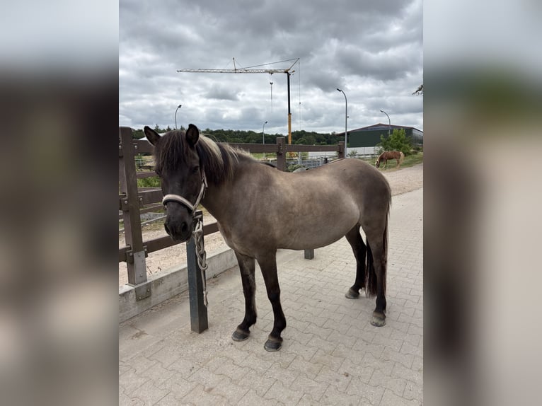 Islandpferd Stute 16 Jahre 138 cm  in Werther
