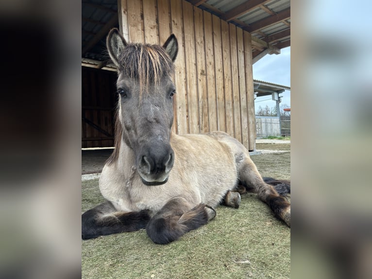 Islandpferd Stute 16 Jahre 138 cm  in Werther