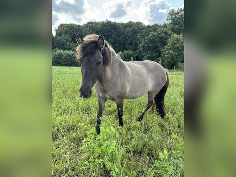 Islandpferd Stute 16 Jahre 138 cm  in Werther
