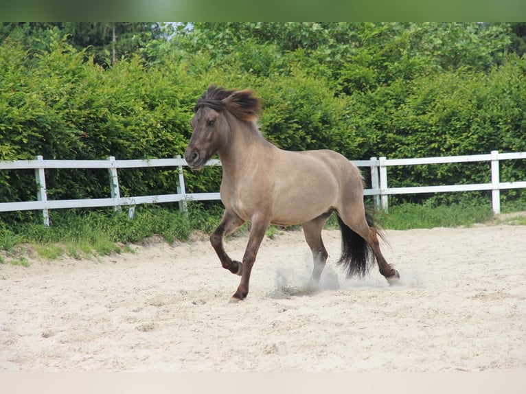 Islandpferd Stute 16 Jahre 138 cm  in Werther
