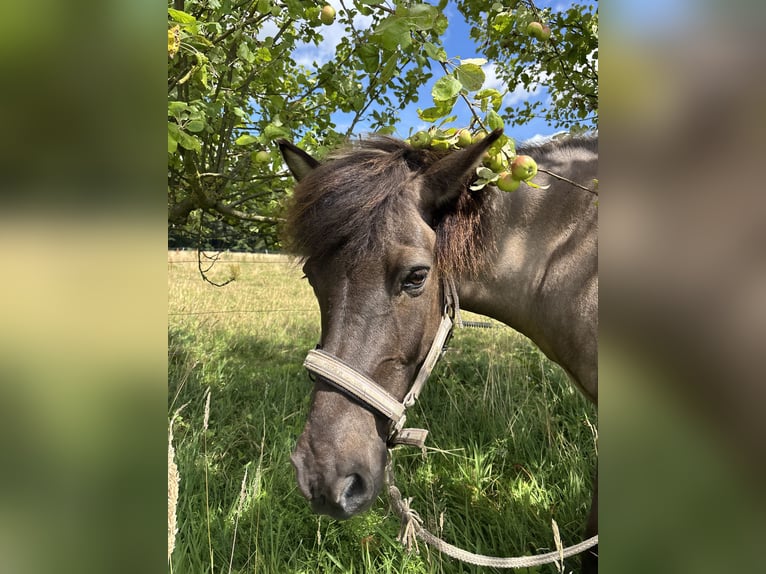 Islandpferd Stute 16 Jahre 138 cm  in Werther