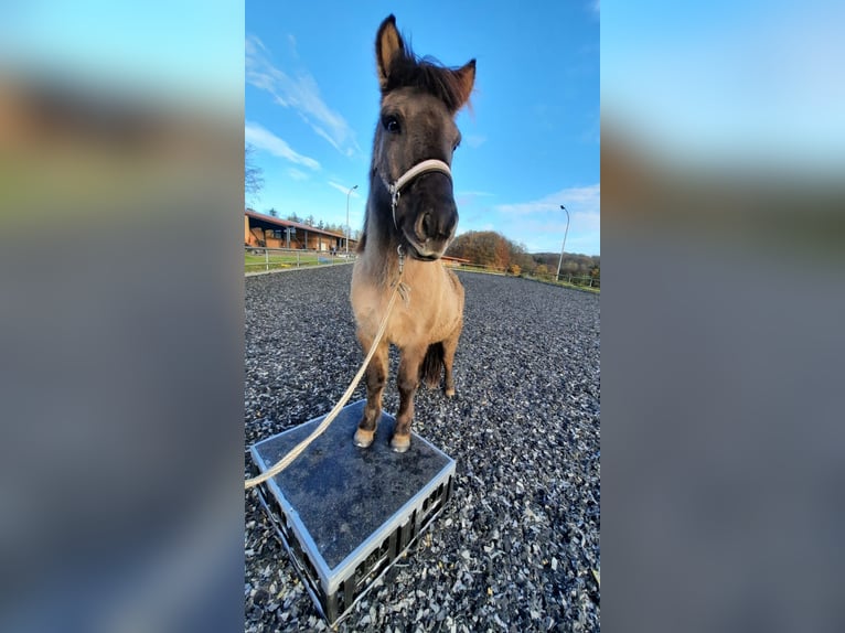 Islandpferd Stute 16 Jahre 138 cm  in Werther