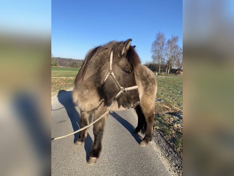 Islandpferd Stute 16 Jahre 138 cm  in Werther