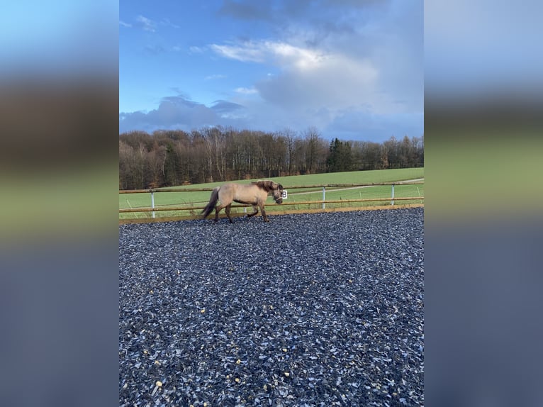 Islandpferd Stute 16 Jahre 138 cm  in Werther