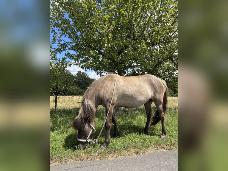 Islandpferd Stute 16 Jahre 138 cm  in Werther