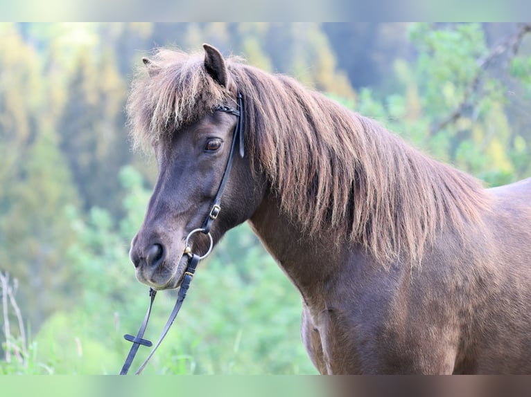 Islandpferd Stute 16 Jahre 138 cm Rappe in Breitnau