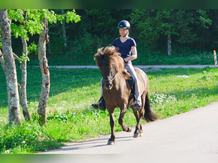 Islandpferd Stute 16 Jahre 138 cm Rappe in Breitnau