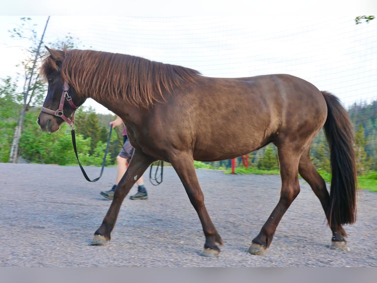 Islandpferd Stute 16 Jahre 138 cm Rappe in Breitnau