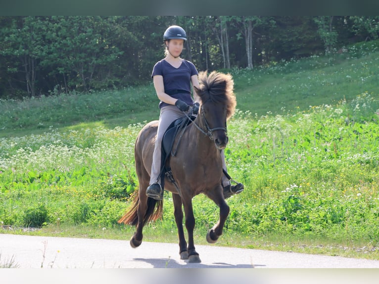 Islandpferd Stute 16 Jahre 138 cm Rappe in Breitnau