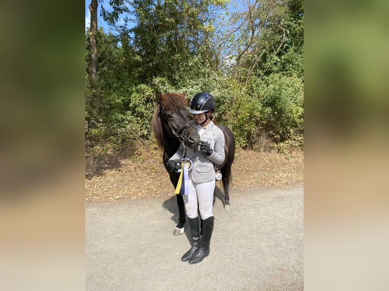 Islandpferd Stute 16 Jahre 140 cm Rappe in Üxheim