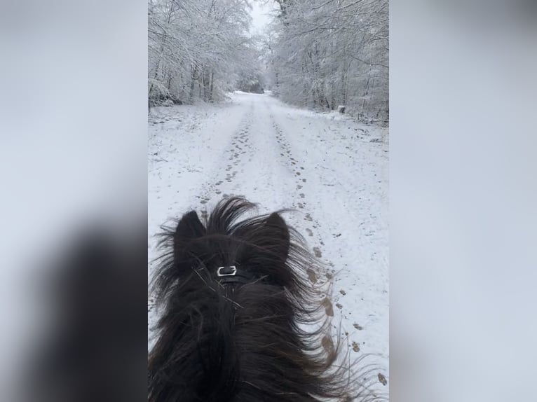 Islandpferd Stute 16 Jahre 140 cm Rappe in Üxheim