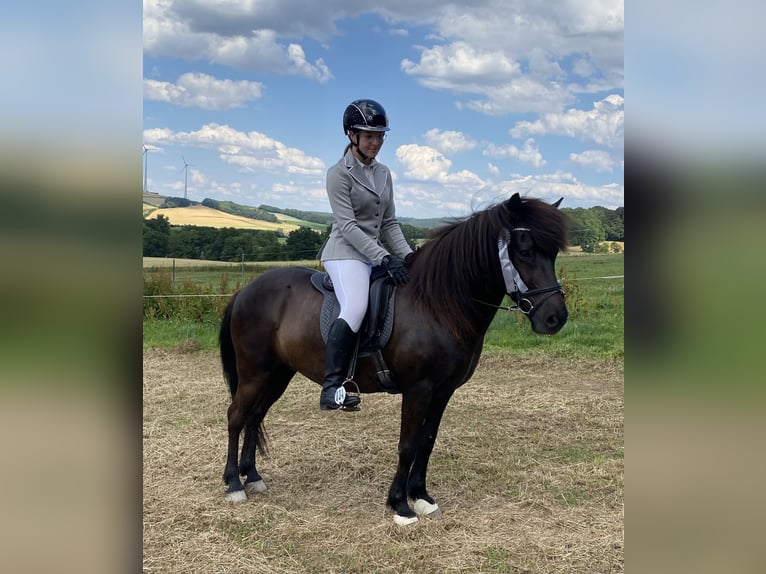 Islandpferd Stute 16 Jahre 140 cm Rappe in Üxheim