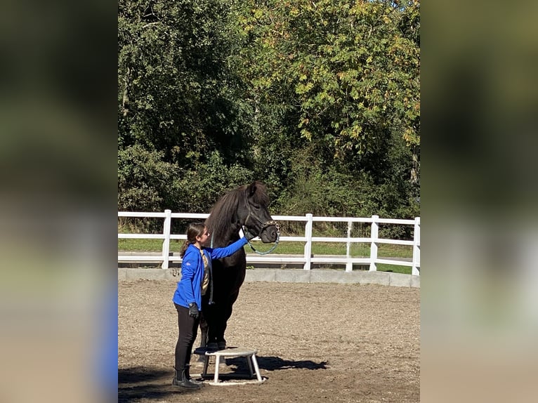 Islandpferd Stute 16 Jahre 140 cm Rappe in Üxheim