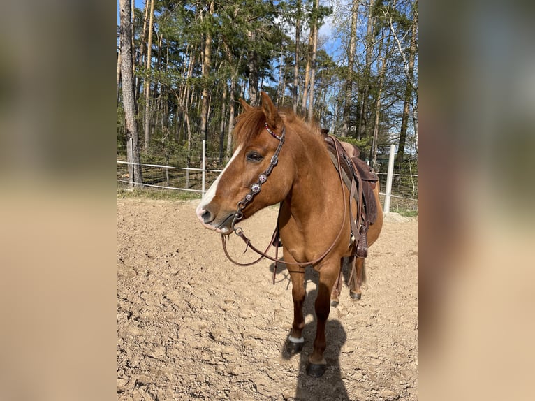 Islandpferd Mix Stute 16 Jahre 142 cm Fuchs in Herzogenaurach/Haundorf