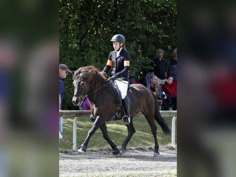 Islandpferd Stute 16 Jahre 144 cm in Kaufungen