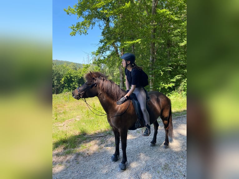 Islandpferd Stute 16 Jahre 144 cm in Kaufungen