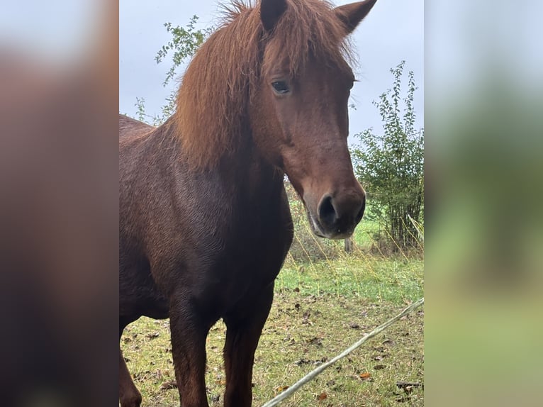 Islandpferd Stute 16 Jahre 146 cm Fuchs in Gleichen