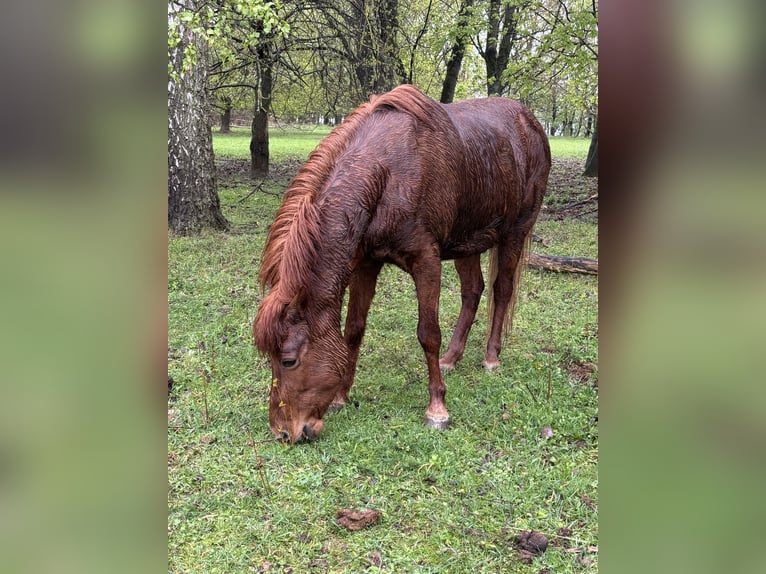 Islandpferd Stute 16 Jahre 146 cm Fuchs in Gleichen