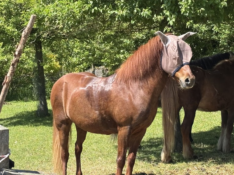 Islandpferd Stute 16 Jahre 146 cm Fuchs in Gleichen