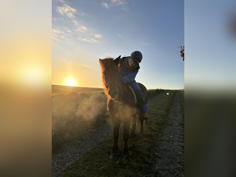 Islandpferd Stute 16 Jahre 146 cm Fuchs in Gleichen
