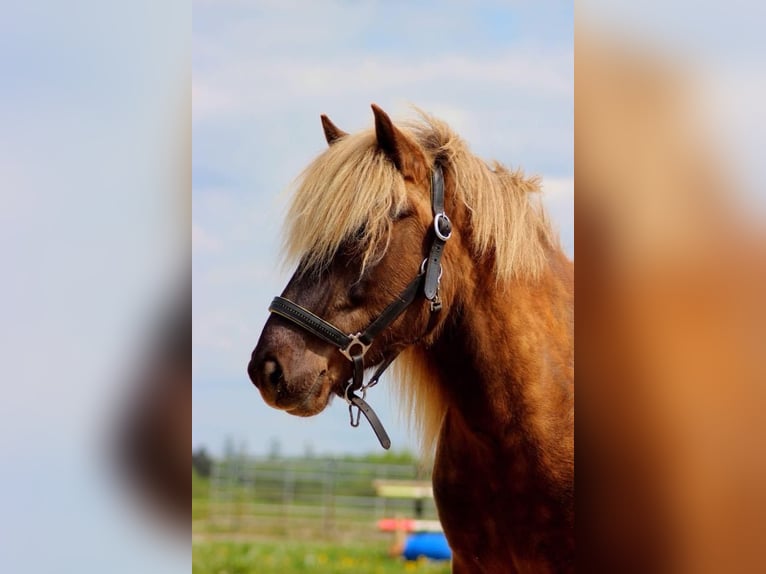 Islandpferd Stute 16 Jahre in Drolshagen
