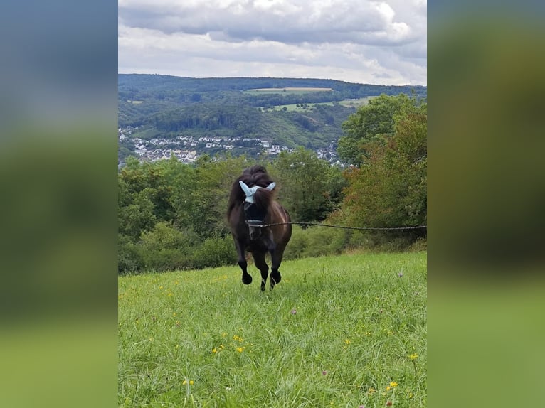 Islandpferd Stute 16 Jahre Rappe in Rhens