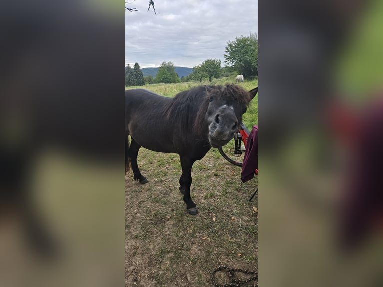 Islandpferd Stute 16 Jahre Rappe in Rhens