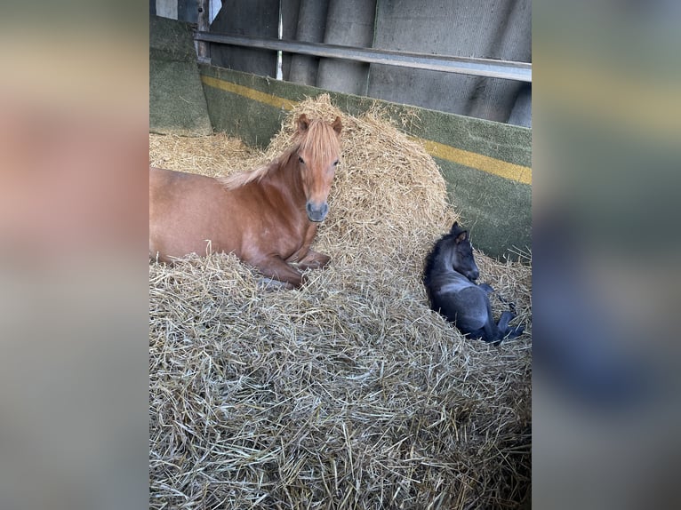 Islandpferd Stute 17 Jahre 130 cm Fuchs in Hellenthal